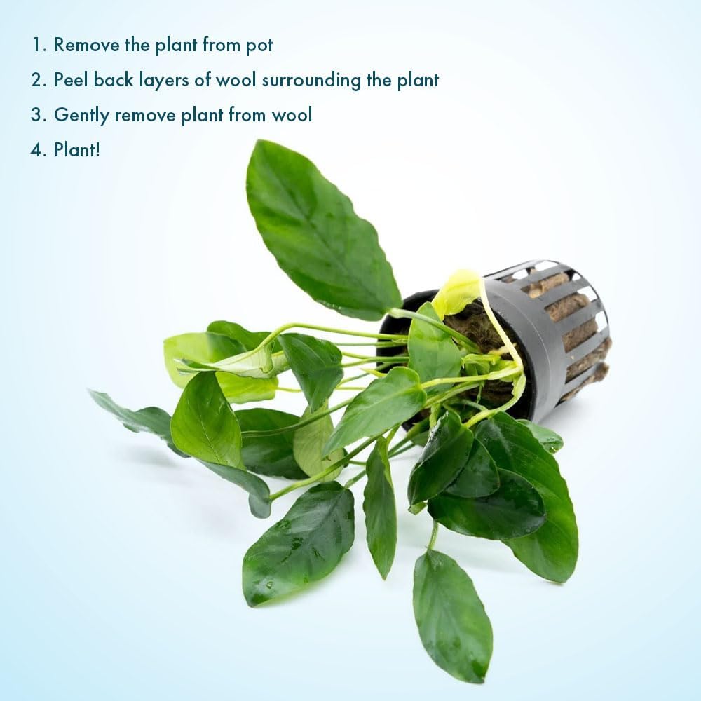 Live Jungle Plants - Anubias Nana Paxing (Anubias barteri) - Low Light Foreground to Midground Aquatic Rhizome Plant, Epiphytic Growth, Green Foliage - Pot