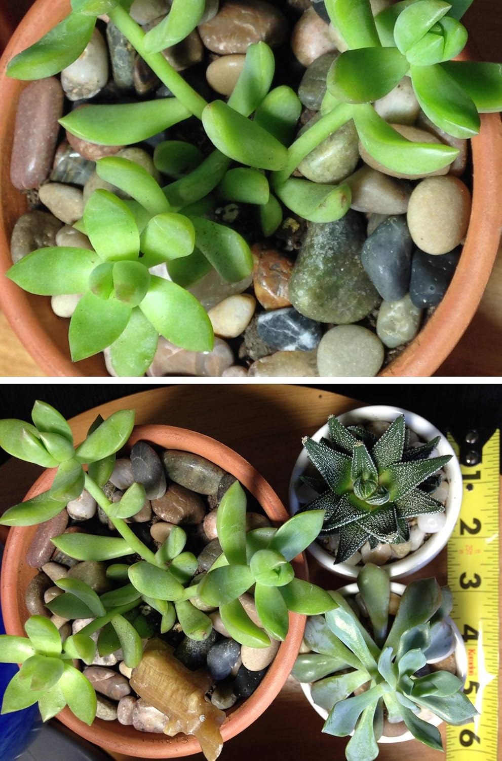 Voulosimi River Rock Stones, Natural Decorative Polished Mixed Pebbles Gravel,Outdoor Decorative Stones for Plant Aquariums, Landscaping, Vase Fillers (10 LB, Mixed Colors)