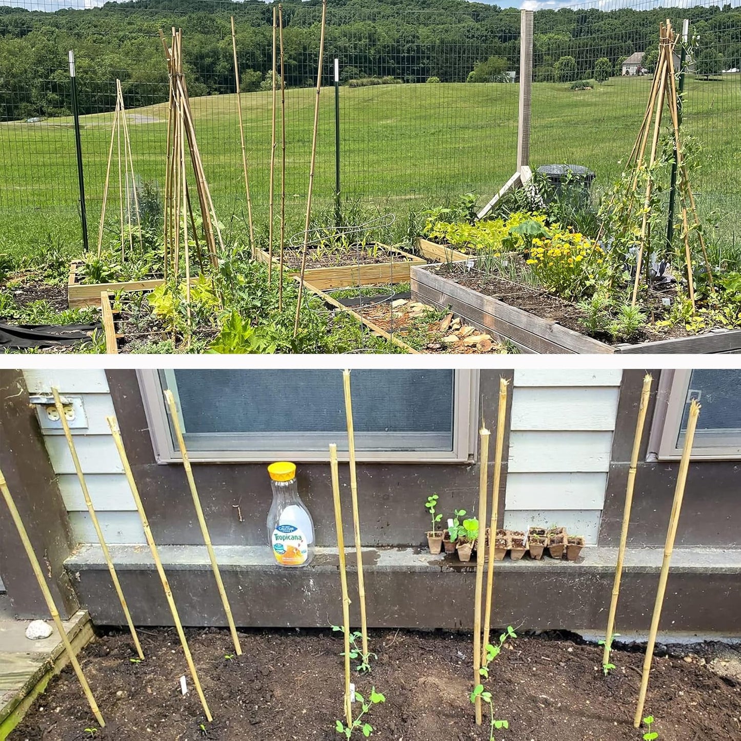 0.32”-0.4"/18Inch Garden Stakes, Natural Bamboo Sticks Plant Stakes for Indoor and Outdoor Plants,Poles for Tomatoes, Beans, Potted Plants(50Pcs)…