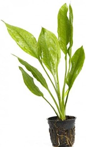 Potted Live Aquarium Plants | Freshwater Aquatic Plants for Aquariums (Amazon Sword, 3 Pack)