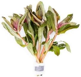 Live Aquarium Stem Plants - Freshwater Aquatic Plant for Fish Tanks, Aquascaping - (Hydrocotyle Leucocephala Variegated, Pot)