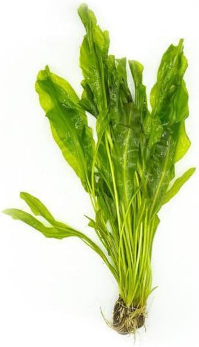 Live Plants – Aponogeton Ulvaceus (Aponogeton ulvaceus) – Medium to High Light, Bright Green Color Accent, Midground to Background Placement, Wavy Leaf – Bulb/Bunch, 1 Pack
