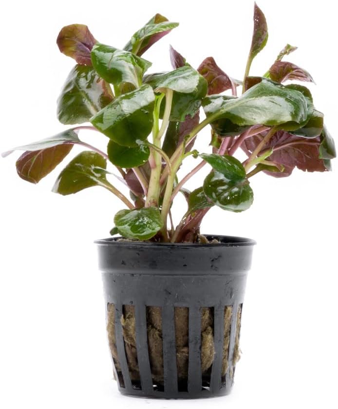 Live Plants - Cardinal Flower (Lobelia cardinalis) - Moderate to High Light Aquarium Display, Bright Green Accent, Midground Placement for Aquascaping, Stem Aquatic Plant - Pot