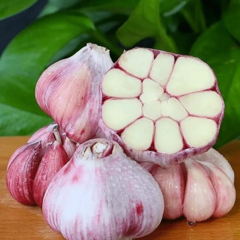1 Pound Garlic for Planting in Fall Hardneck, 8 Purple Garlic Bulbs for Planting, Fresh and High Yield Bulb Variety Pack, Hardy and Fast Growing