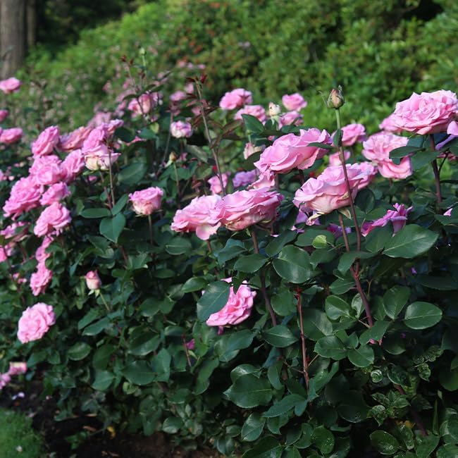 Heirloom Roses Pink Rose Plant - Eleganza® Beverly Hybrid Tea Rose Bush, Fragrant Roses Good for Planting in Pots Or Outdoors