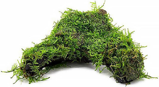 Live Aquarium Plants on Driftwood, Lava Rock, Moss Mat - Freshwater Fish Tank Plants (Christmas Moss, Driftwood (Medium))