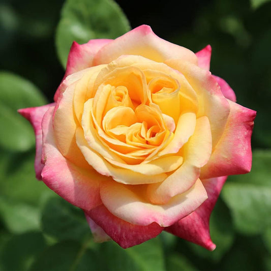 Heirloom Roses Love & Peace® Rose Bush - Hybrid Tea Rose Plant for Outdoor Planting