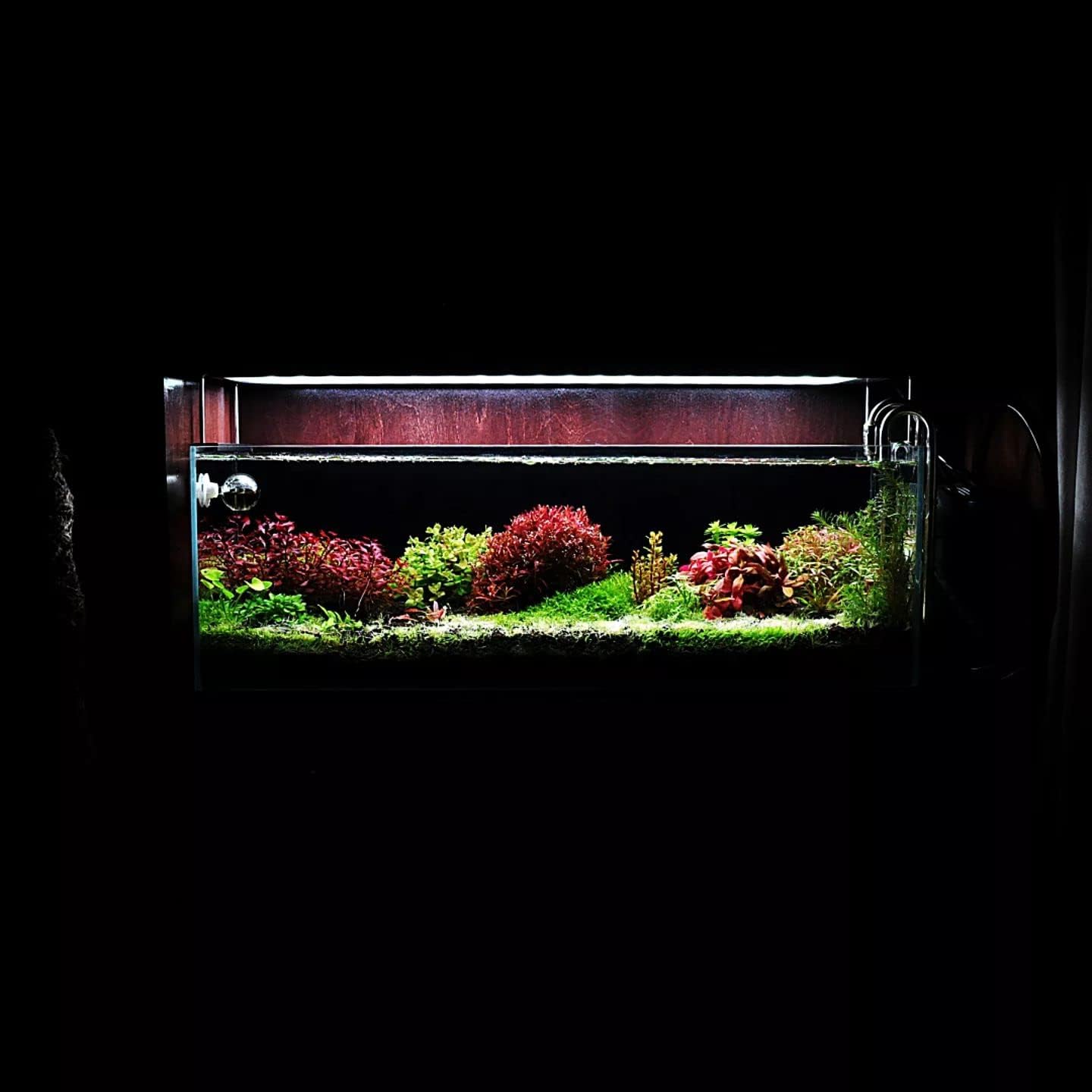 Live Aquarium Red Stem Plants - Freshwater Aquatic Plant for Fish Tanks, Aquascaping - (Rotala Wallichii, 1 Bunch)