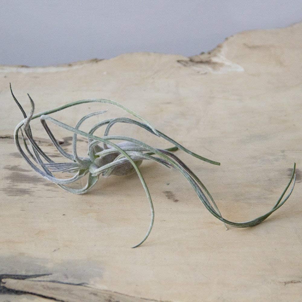 CHIVE Artificial Air Plants — Bulk Set of 5, Medium — Ultra Realistic Fake Tillandsia Bromeliad Plants — Decorative Faux Succulents for Home & Office Decor — No Care Needed!