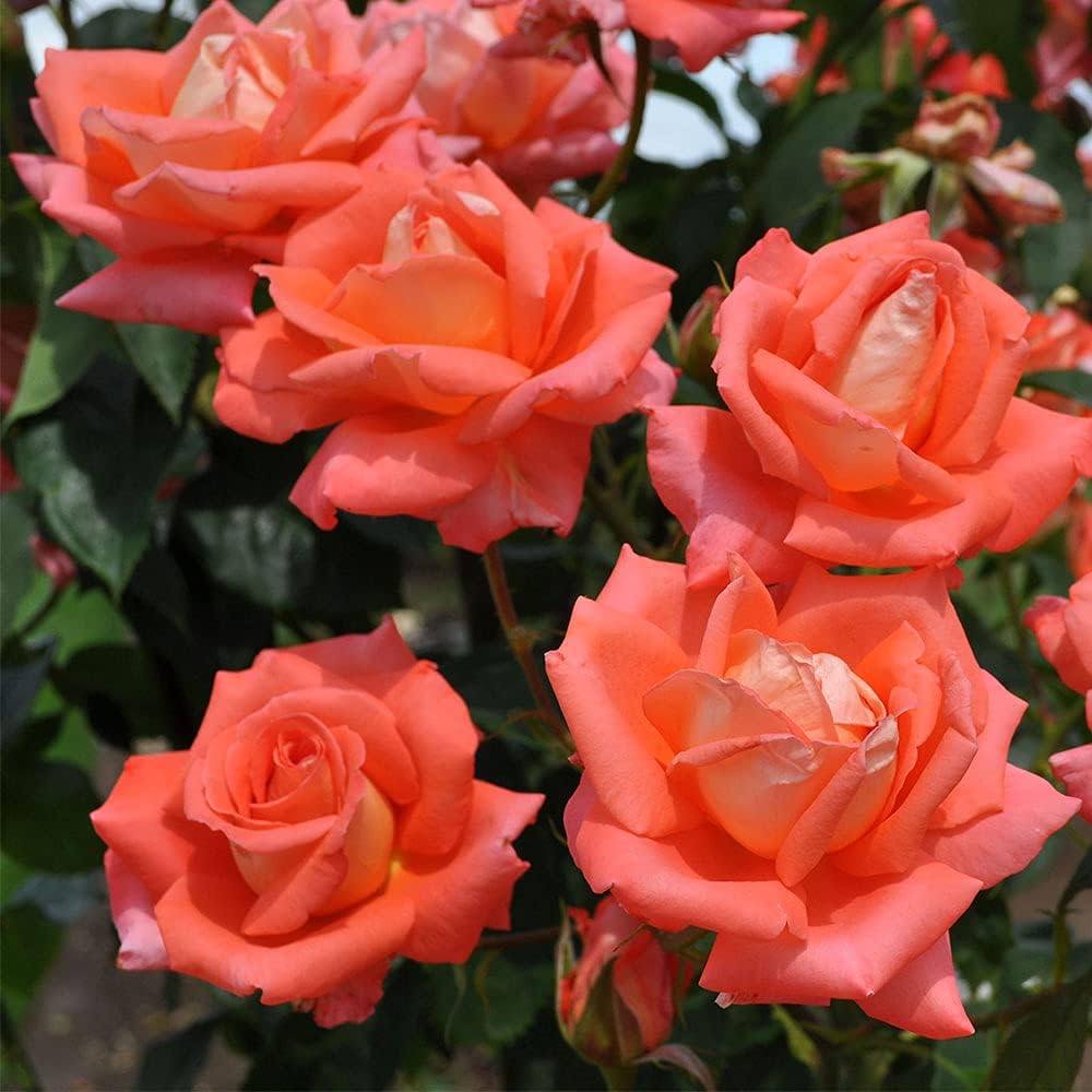 Heirloom Roses Rose Plant - Folklore™ Orange Rose Bush, Hybrid Tea Live Plant for Planting Outdoors