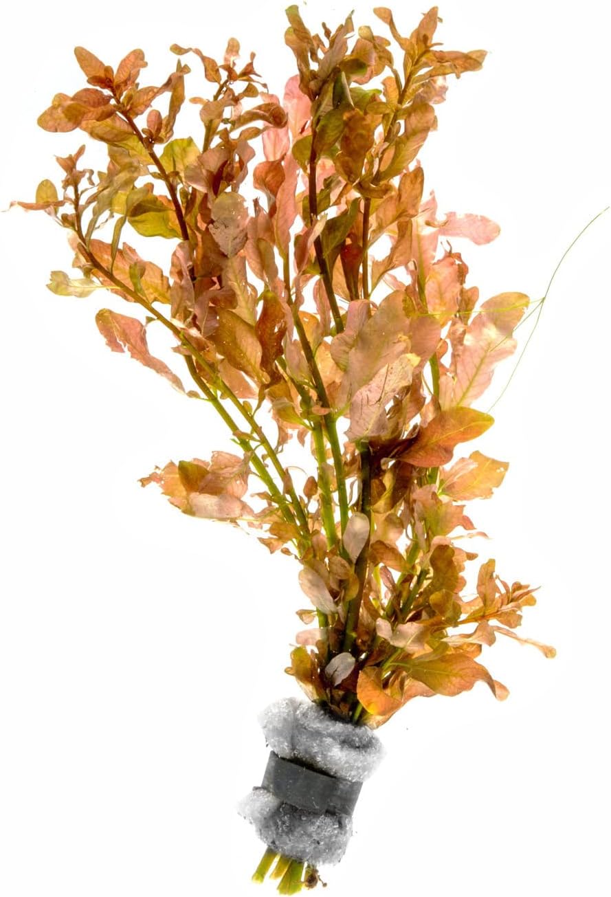 Live Aquarium Stem Plants - Freshwater Aquatic Plant for Fish Tanks, Aquascaping - (Moneywort Bacopa Monnieri, 1 Bunch)