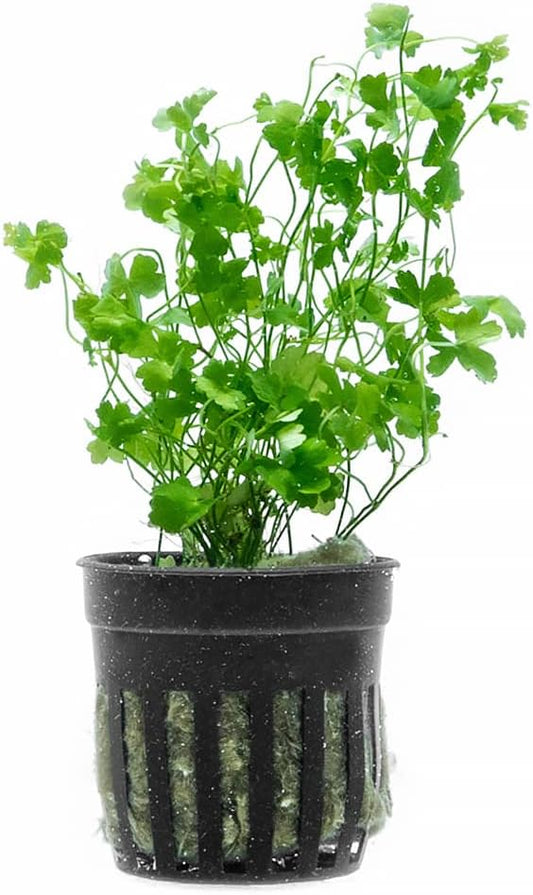 Live Aquarium Stem Plants - Freshwater Aquatic Plant for Fish Tanks, Aquascaping - (Diamond Ludwigia Peruensis, 1 Bunch)