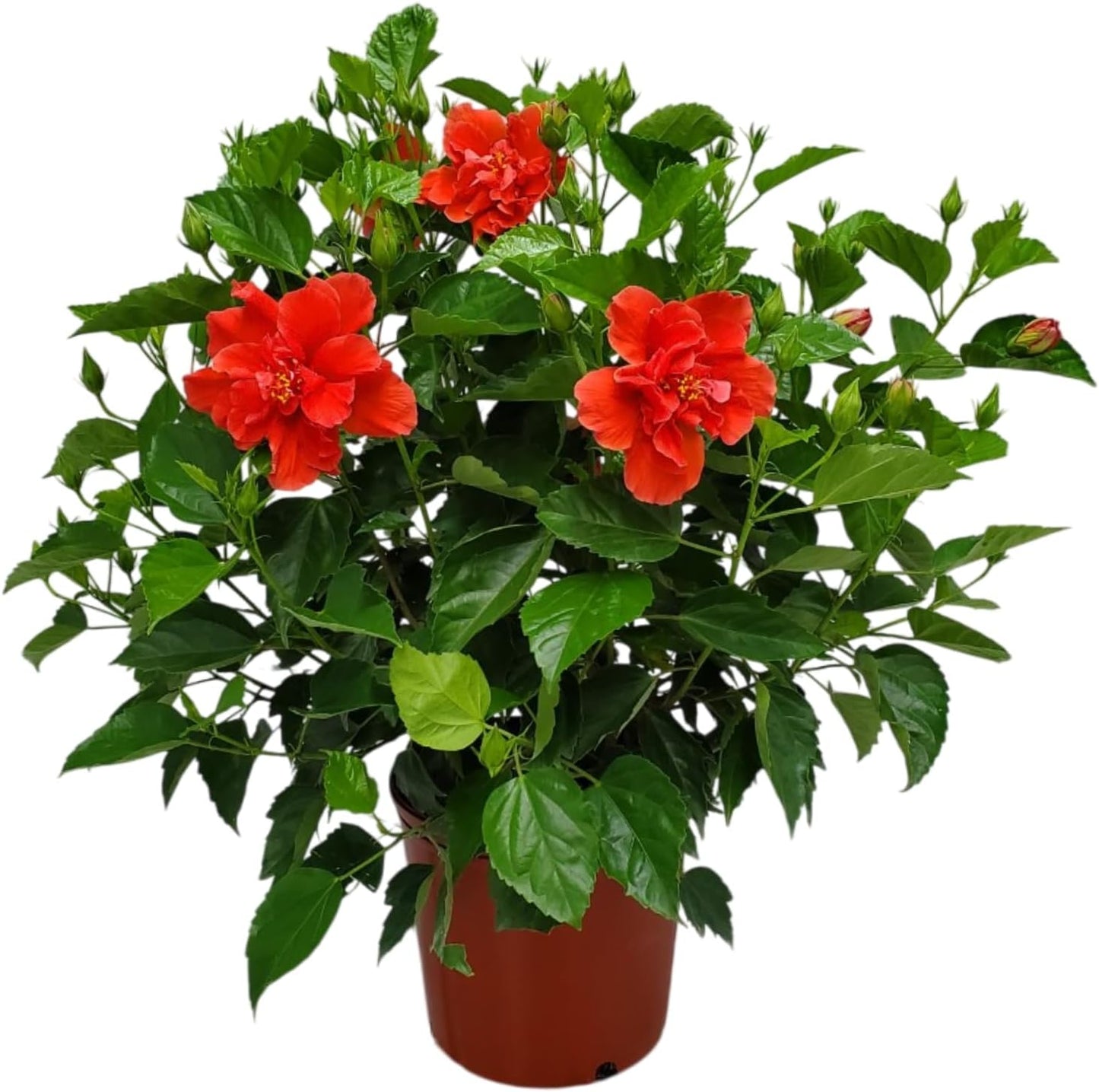 Hibiscus Plant Live - Double Red Hibiscus Bush - Flowering Plants - Red - Overall Height 26" to 28" - Tropical Plants of Florida (Plant Only)