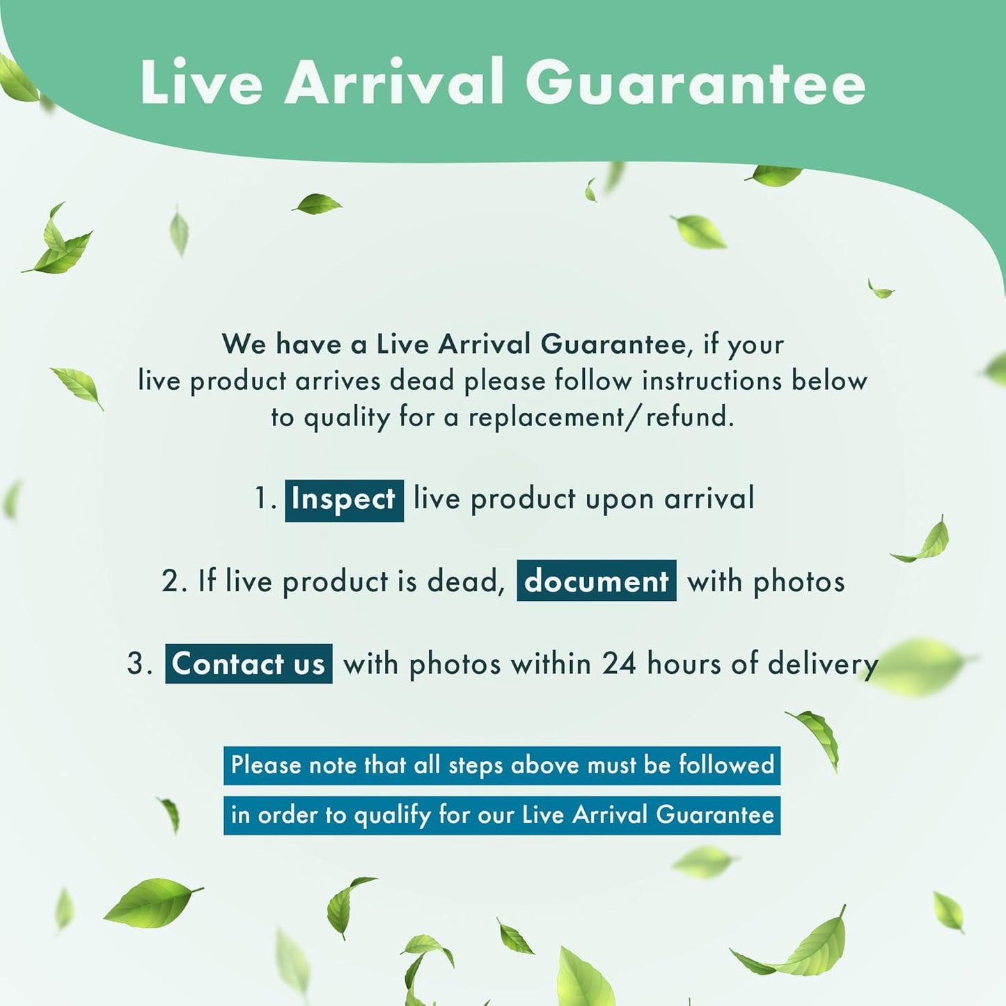 Live Aquarium Plants on Driftwood, Lava Rock, Moss Mat - Freshwater Fish Tank Plants (Anubias Nana Petite on Lava Stone)