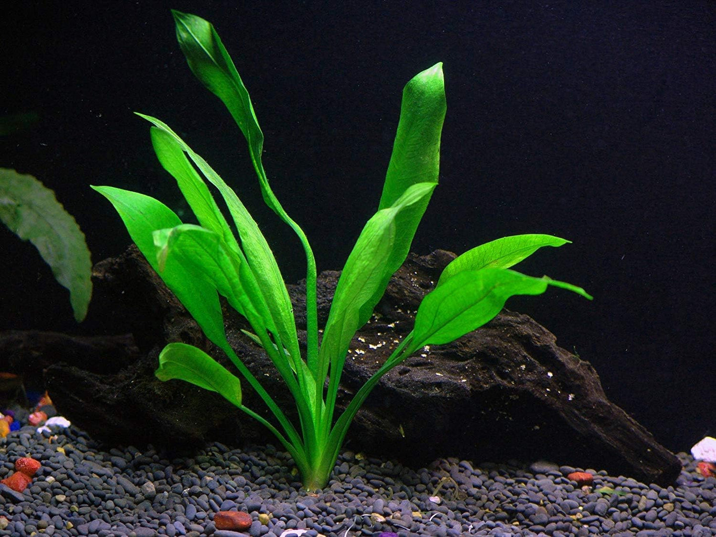 Potted Live Aquarium Plants | Freshwater Aquatic Plants for Aquariums (Amazon Sword)