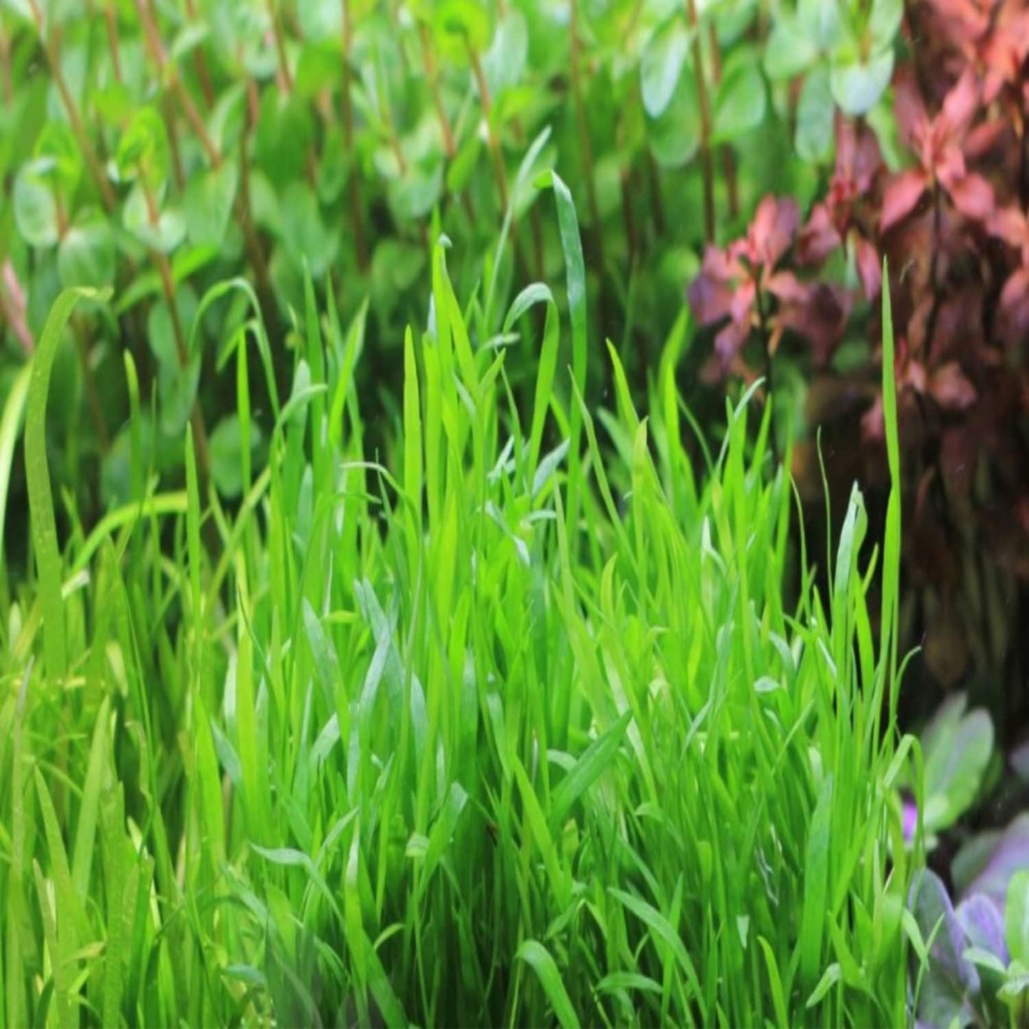 Micro Sword Lilaeopsis Novaezelandiae Bundle Live Aquarium Plant Decorations BUY2GET1FREE