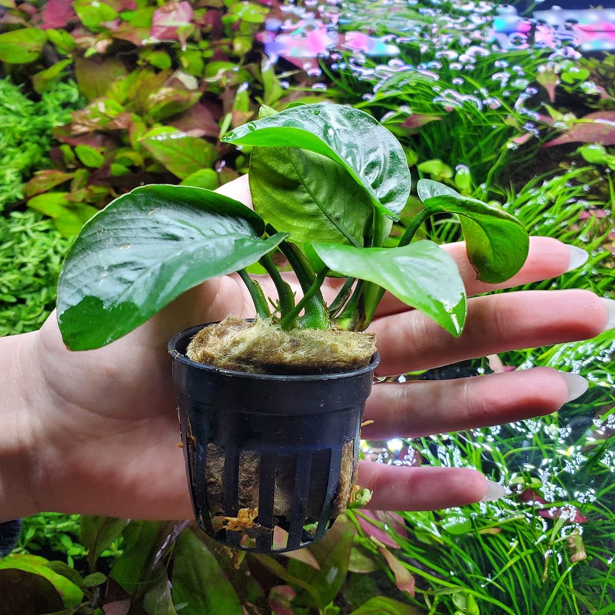 Anubias Live Aquarium Plants - Potted Freshwater Plant for Fish Tanks, Terrariums - Beginner Friendly Low Light (Barteri Butterfly, 3 Pots)