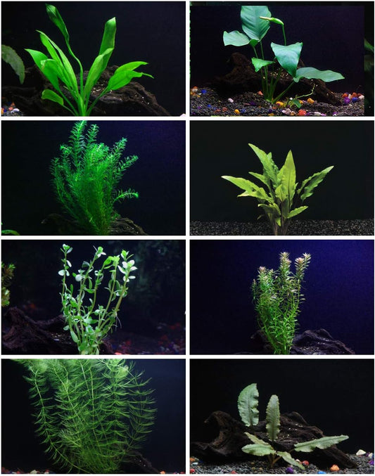30+ Stems - 8 Species - - Anacharis, Amazon, Rotala, Ludwigia and More!