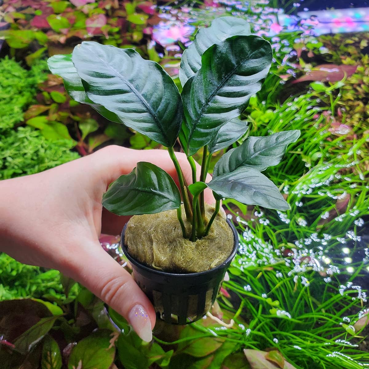 Anubias Live Aquarium Plants - Potted Freshwater Plant for Fish Tanks, Terrariums - Beginner Friendly Low Light (Barteri Coffeefolia, 1 Pot)