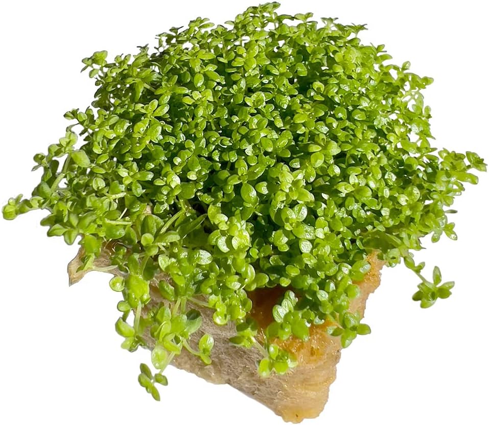 Dwarf Baby Tears Hemianthus Callitrichoides HC Live Aquarium Plants Freshwater Fish Tank