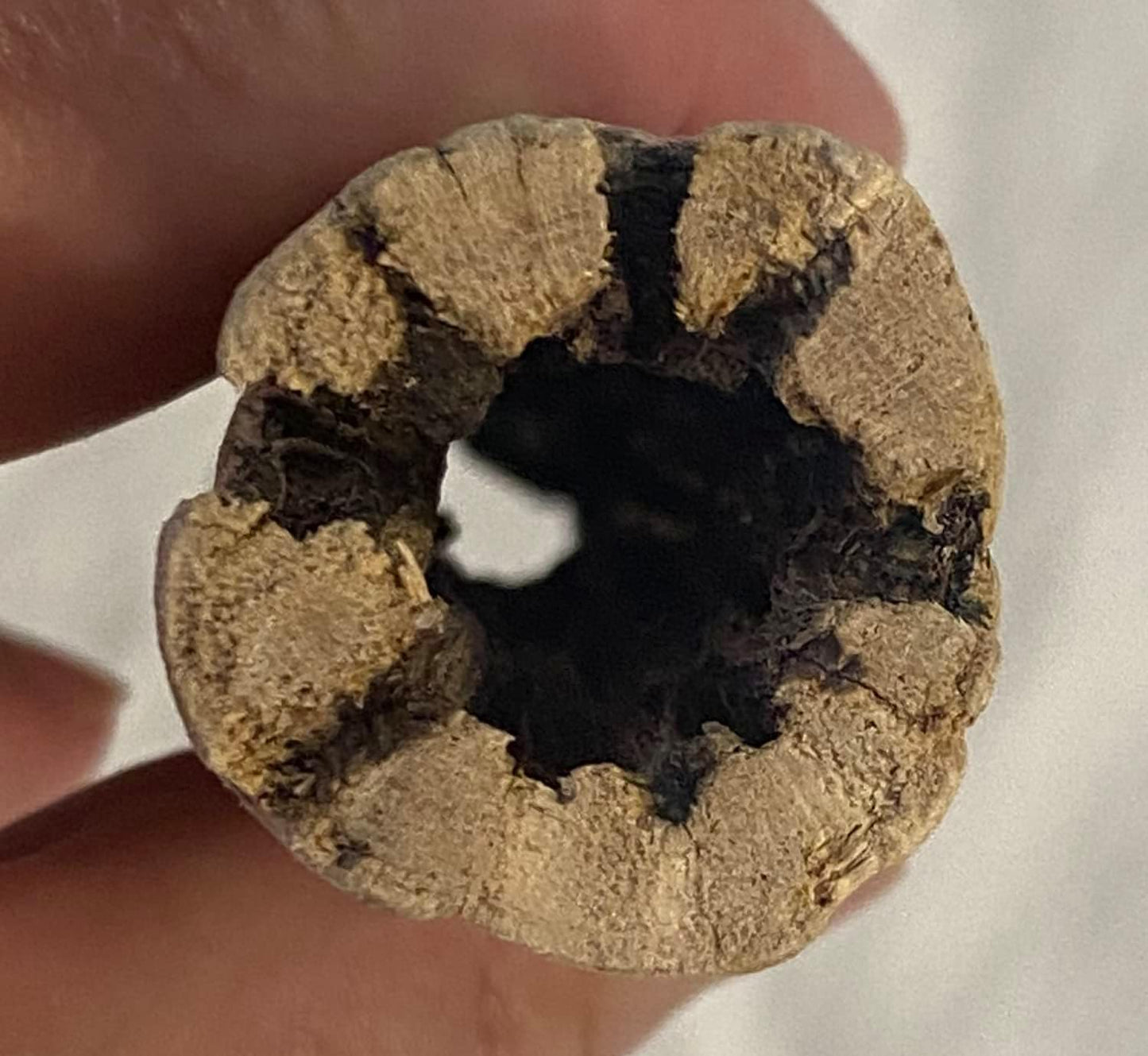 Awesome Aquatic Natural Cholla Choya Wood 5 Pieces 6” for Shrimp Habitat and Food Treat Hermit Crabs Plecos Aquarium Decoration Lowers pH Hideouts and Chew Toys Reptiles Thorn Free Dried Organic