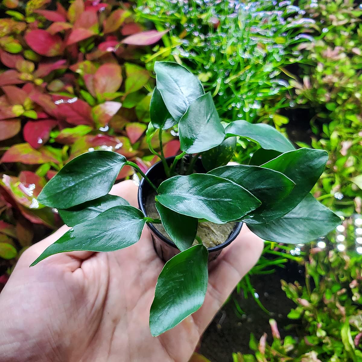 Anubias Live Aquarium Plants - Potted Freshwater Plant for Fish Tanks, Terrariums - Beginner Friendly Low Light (Congensis Mini, 3 Pots)