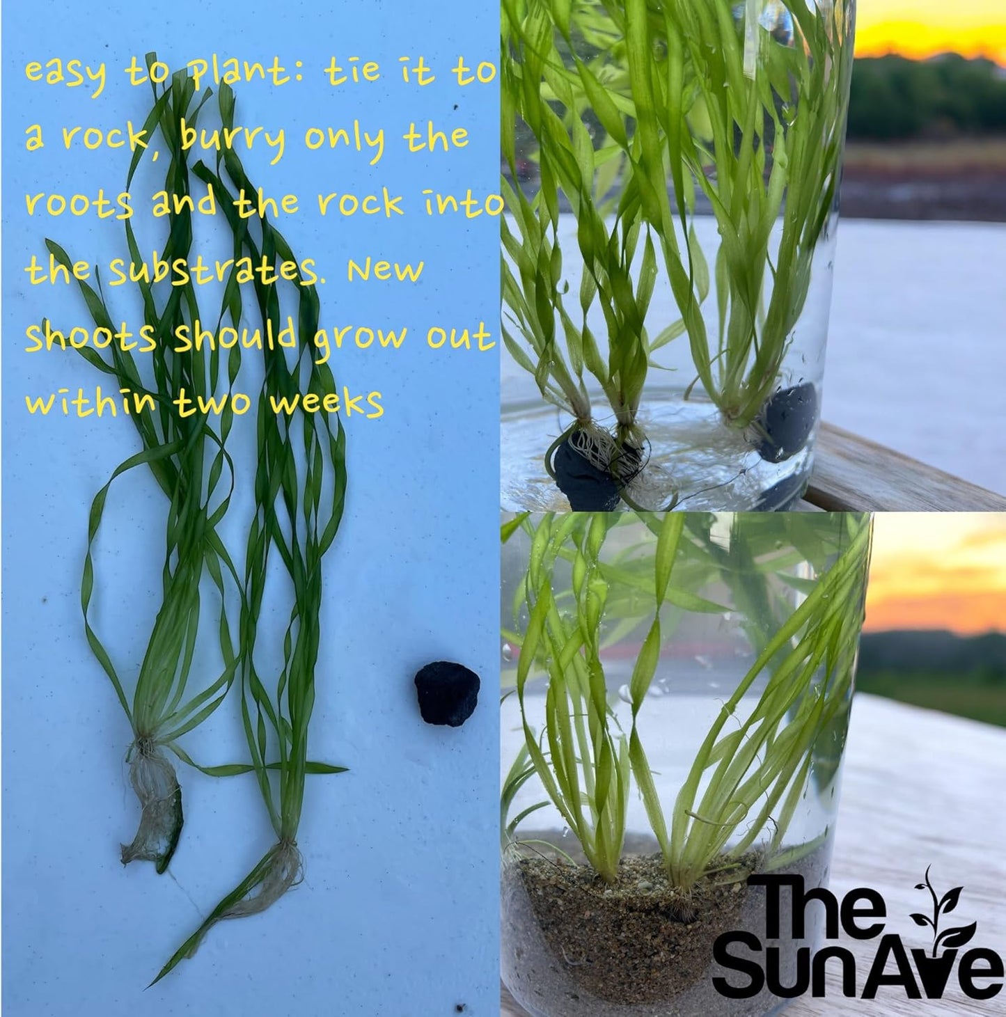 Vallisneria Asiatica Easy Freshwater Aquarium Live Plant with Roots (7 Plants)