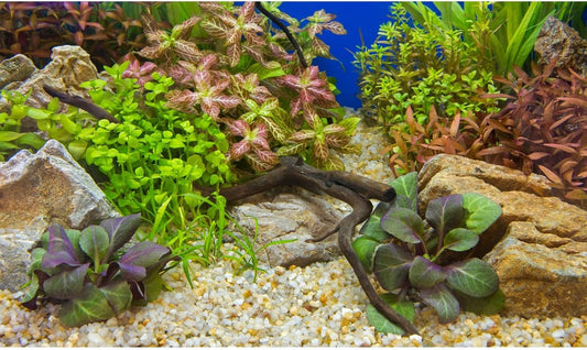 Aquarium Background Various Underwater Grass Plants Pebble Aquarium Backdrop Vivid and Fresh Green Aquatic Plants Stone River Bed and Dead Wood Purple Leaves Tank Background Vinyl 36x24in