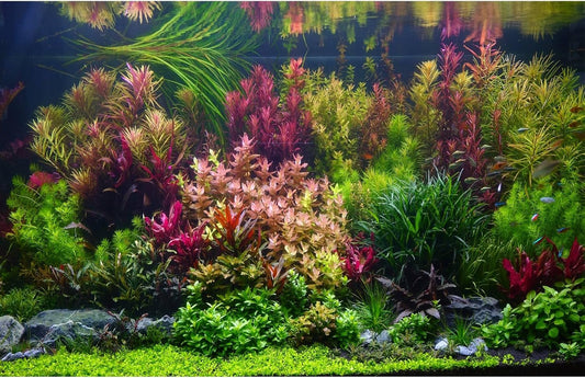 Aquarium Background Various Vivid Fresh Underwater Aquatic Plant Fish Tank Aquarium Backdrop Stone River Bed and Lake Fish Terrarium Background Decor Vinyl 24x16in