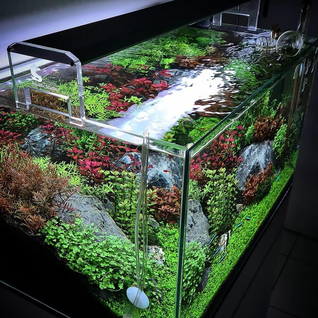 Live Aquarium Stem Plants - Freshwater Aquatic Plant for Fish Tanks, Aquascaping - (Cyperus Helferi, 4 Bunches)